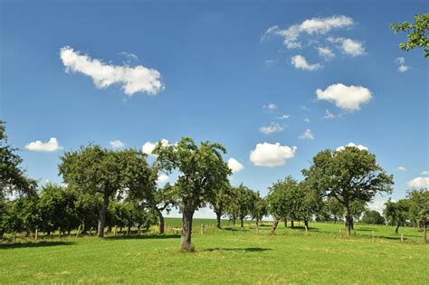 Plant Een Hoogstamboomgaard Regionale Landschappen