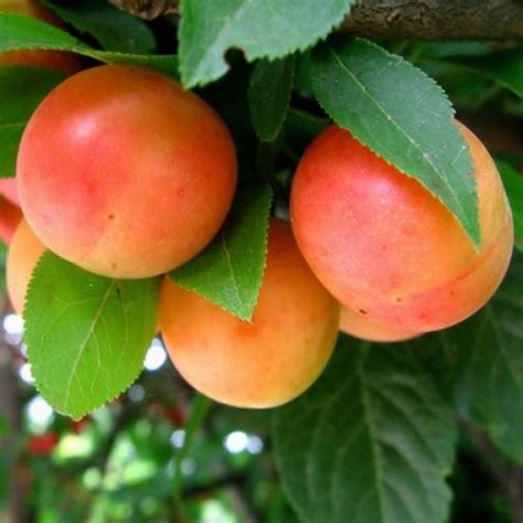 Cherry Plum Hedging 12 Plants