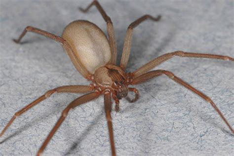 Watch Out For The “violin Spider” The Yucatan Times