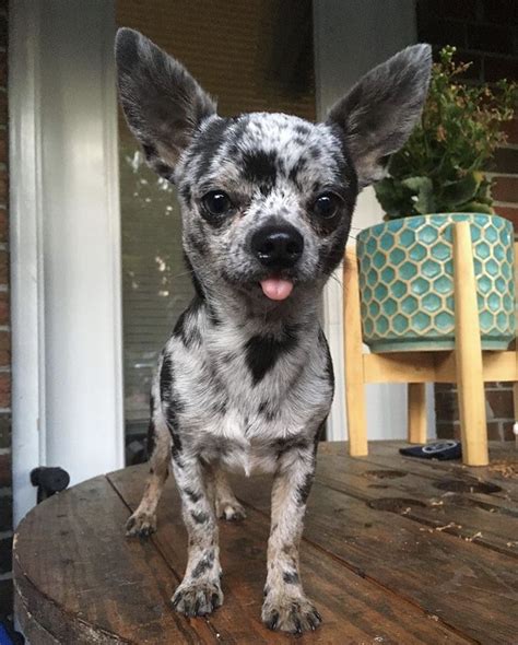 Chihuahua Merle Artofit