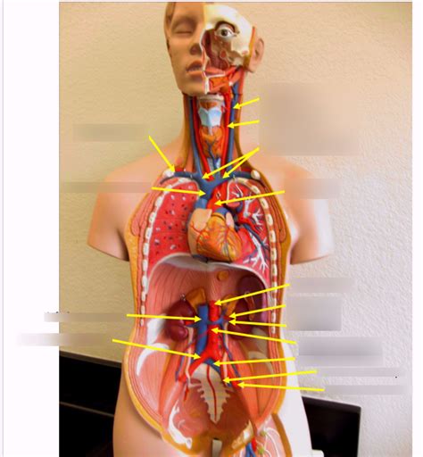 Torso Blood Vessels Diagram Quizlet