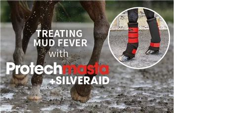 Treating Mud Fever Speed Up Recovery And Aid Healing Everything Horse