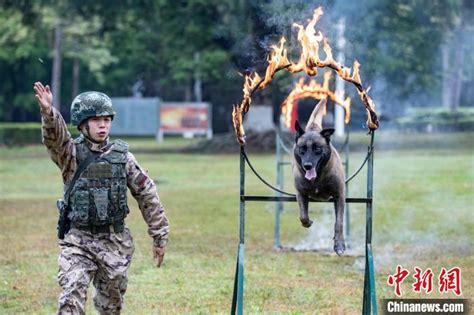 武警广西机动支队官兵携军犬开展多课目训练 大陆军事 华夏经纬网