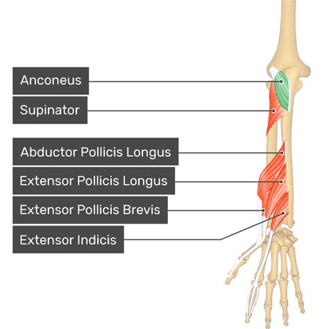 Anconeus Muscle Attachments Action And Innervation Getbodysmart