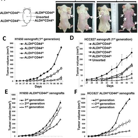 Cd44 Knockdown And Aldh Inhibition Reduced Pluripotency Gene Expression