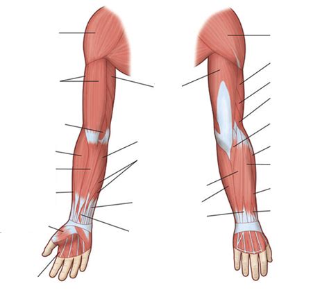 Forearm And Hand Muscles Diagram Quizlet