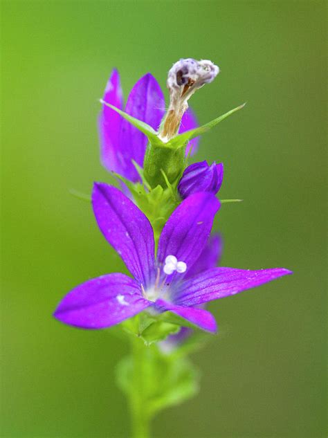 Venus Looking Glass Wildflower Photograph By Kathy Clark