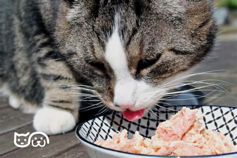 ¿los Gatos Pueden Comer Atún ¿pueden Comer