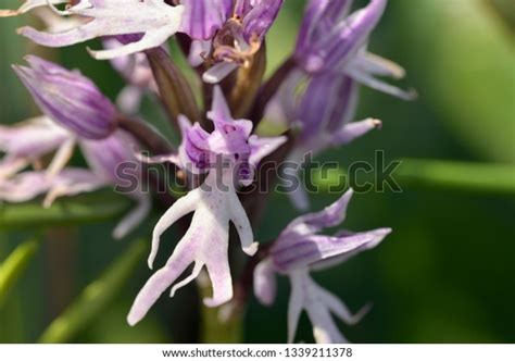Naked Man Orchid Orchis Italica Greece Stock Photo Shutterstock
