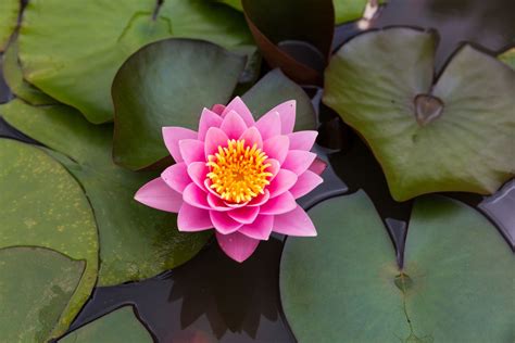 Lotus Flower Painting Vastu Best Flower Site