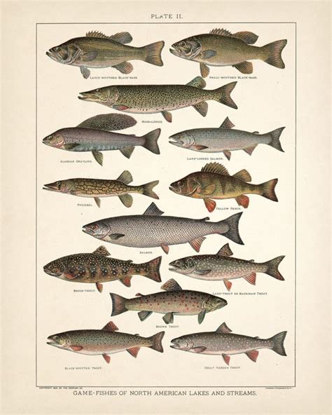 Eastern Gamefish Poster Identification Chart Lupon Gov Ph