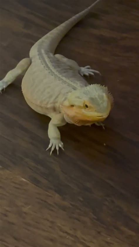 Silly Bearded Dragon Named Princess Peach Lizard Leatherback Youtube