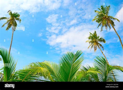 Coconut Palm Tree And Blue Sky Tropical Background Stock Photo Alamy