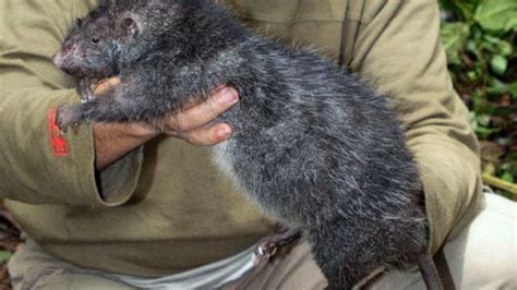 Hallan Una Nueva Especie De Rata Gigante Faro De Vigo