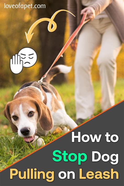 A Dog Lovers Guide On How To Stop Your Dog From Pulling The Leash