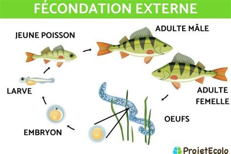 Comment Les Poissons Se Reproduisent Ils La Saison Bleue