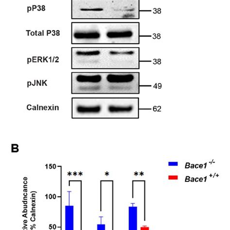 Bace Deficiency Enhances P Erk And Cjun Phosphorylation A