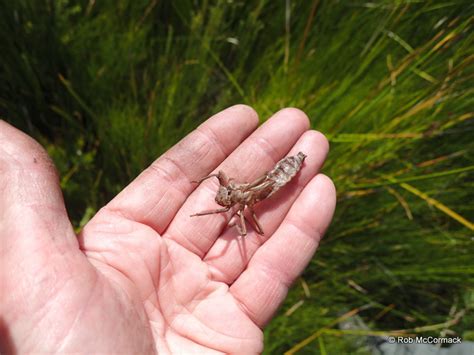 A Day in the Swamps of Katoomba Chasing the Giant Dragonfly Petalura ...