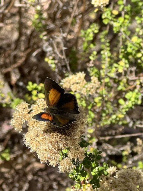 Eltham Copper Butterfly From Castlemaine Botanical Gardens Castlemaine