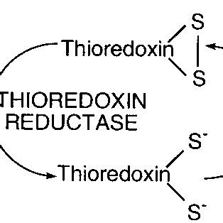 Regulation Of Metabolism By Disulfide 7 Dithiol Interchange The