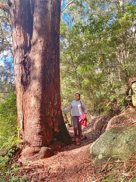 Hidden Gem Of Sydney Lane Cove Riverside Walk 2024 Solopassport