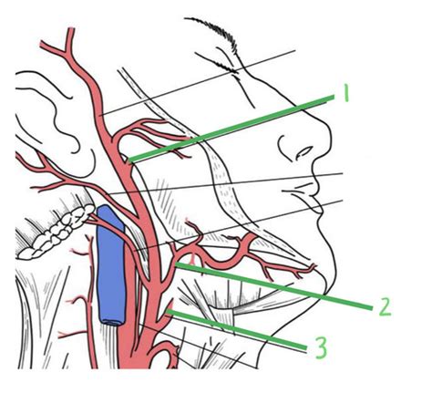 Vessels Associated With The Oral Cavity Flashcards Quizlet