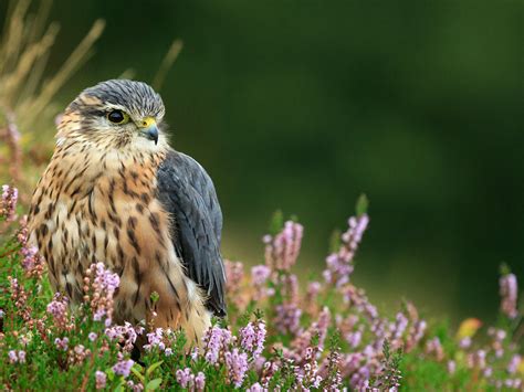 Merlin Bird Facts Falco Columbarius Bird Fact