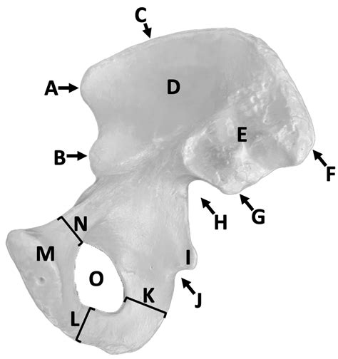 Os Coxae Medial Diagram Quizlet