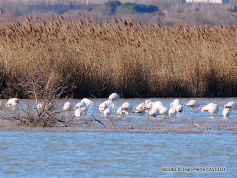 Flamant Rose Phoenicopterus Roseus Bioobs