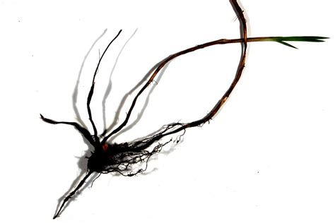 Bermuda Grass Rhizomes 1 Sam Sanford Flickr