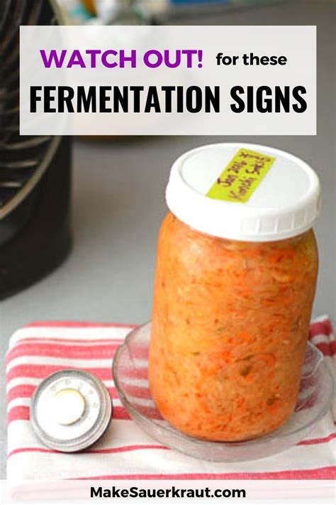 Salty Cabbage To Sour Sauerkraut Signs Of Fermentation Fermentation