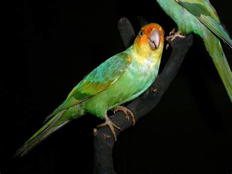 Carolina Parakeet Facts, Habitat, Pictures and Diet