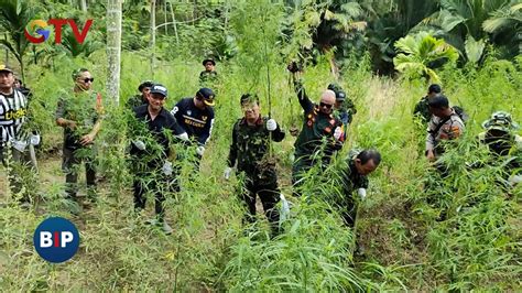 Petugas Gabungan Musnahkan Ladang Ganja Di Aceh BIP 06 10 YouTube