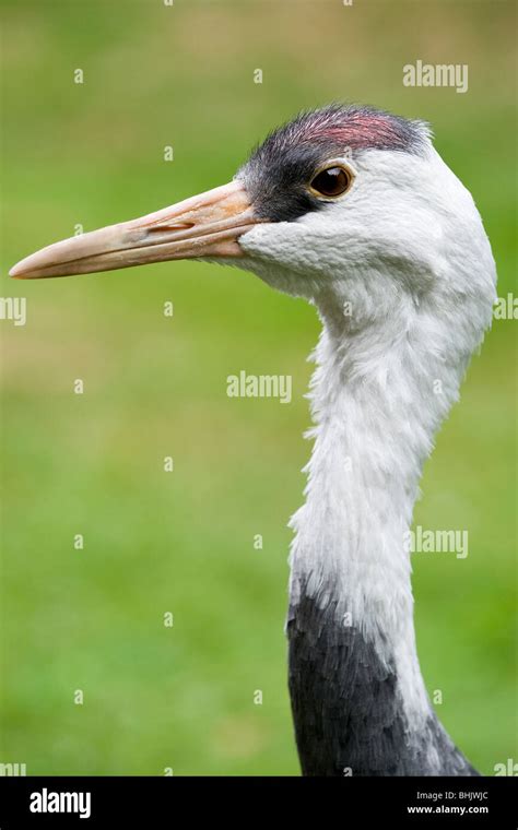 Hooded Crane (Grus monacha Stock Photo - Alamy