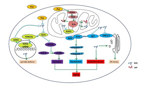 Putrescine Delays Postovulatory Aging Of Mouse Oocytes By Upregulating Pdk4 Expression And