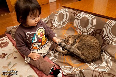 キンタ、みーちゃんに尻尾を掴まれる Catlife 猫写真＆猫壁紙[猫写真家・佐藤誠]