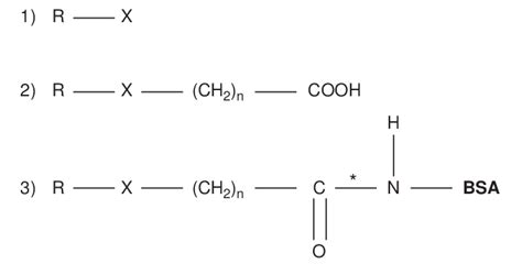 Engineering of a molecule for production of antibodies. 1) molecule to... | Download Scientific ...