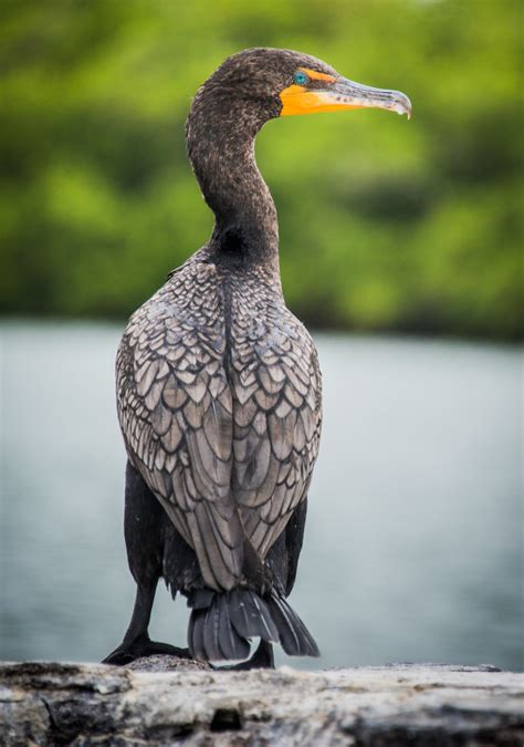 Double Crested Cormorant Phalacrocorax Auritus The Lazy Naturalist