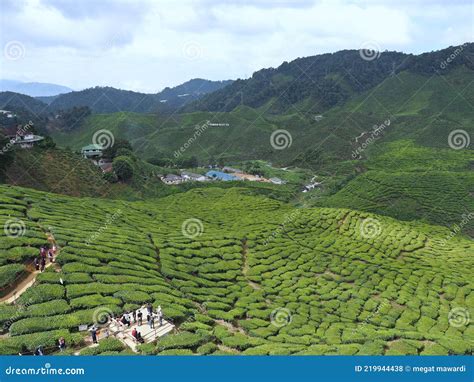 Ladang Teh Cameron Highland Stock Photo Image Of View Landscape