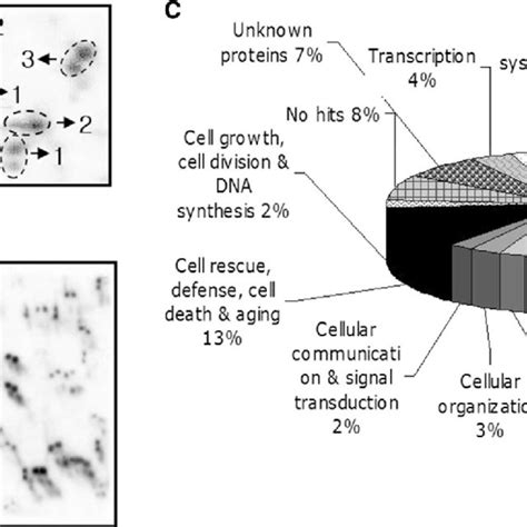 Schematic Diagram Of Suppression Subtractive Hybridization Ssh