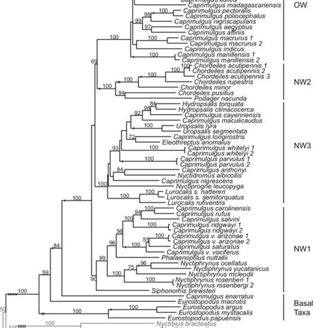 Ml Phylogram From Paup Of Analysis Of All Data Combined Ln L