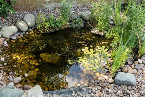 Discover The Wildlife In Your Pond