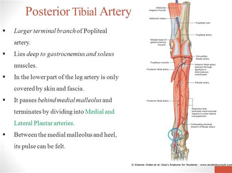 Brachial Pulse Point