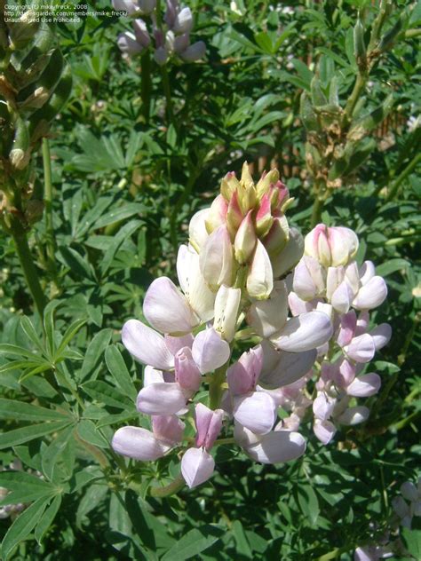 Plantfiles Pictures Lupinus Bush Lupine Tree Lupine Plummy Blue