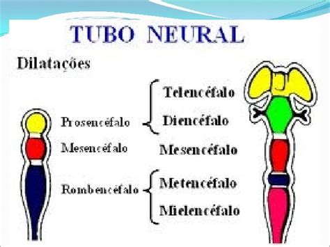 Embriologia Do Sistema Nervoso Embriologia Do Sistema Nervoso