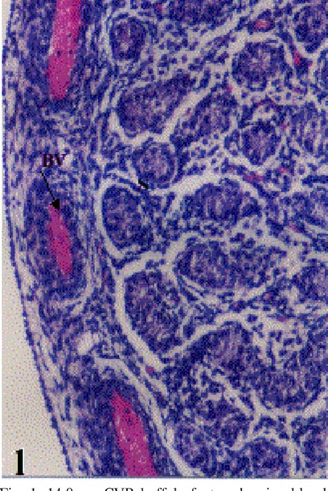 Figure 1 From Histogenesis Of Testicular Parenchyma During Prenatal