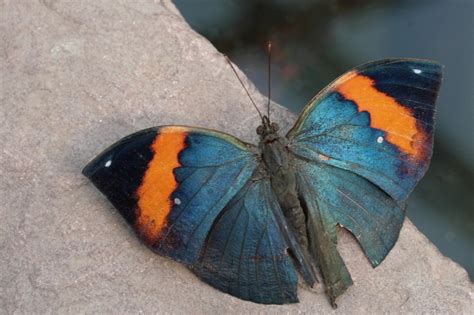 Free Images Wing Leaf Tropical Insect Blue Rest Fauna