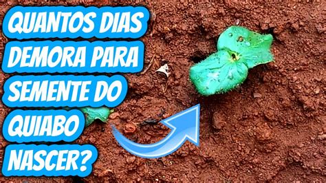 Quanto Tempo Demora Para Semente Do Quiabo Germinar Quantos Dias Leva