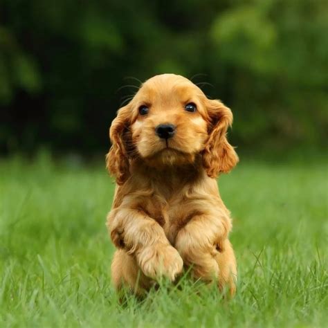 Cocker Spaniel Inglés Mascotas Saint Daniel