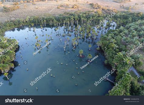 Aerial View Macaws Lake Nobres Mato Stock Photo Shutterstock